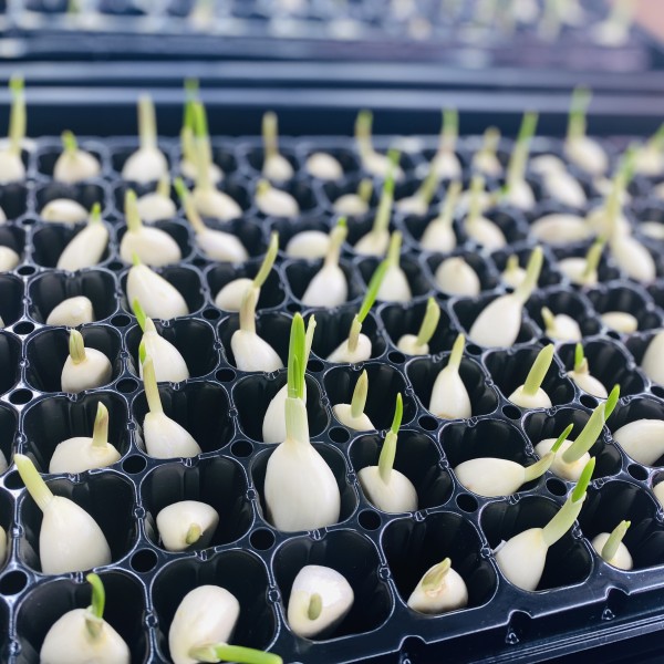 スプラウトニンニク🌱🧄