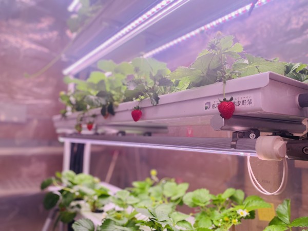 水耕栽培🍓いちご